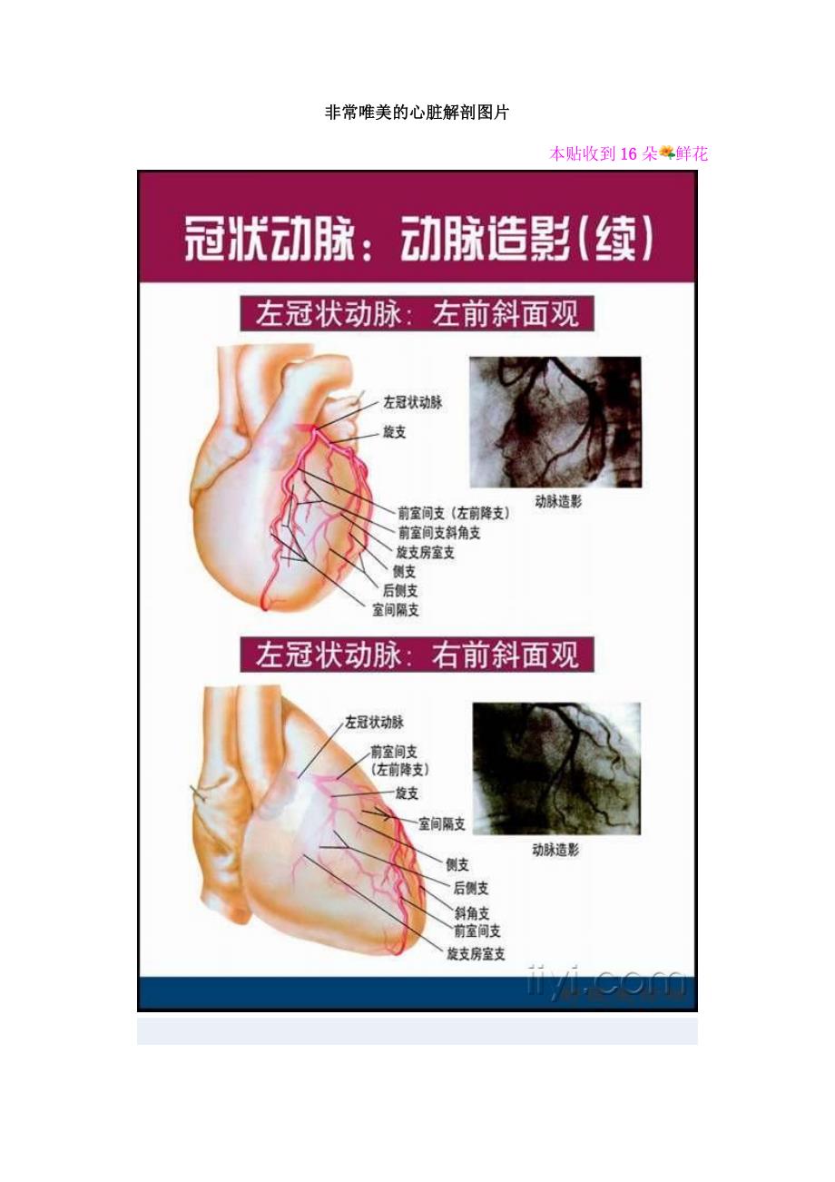 非常唯美的心脏解剖图片_第1页