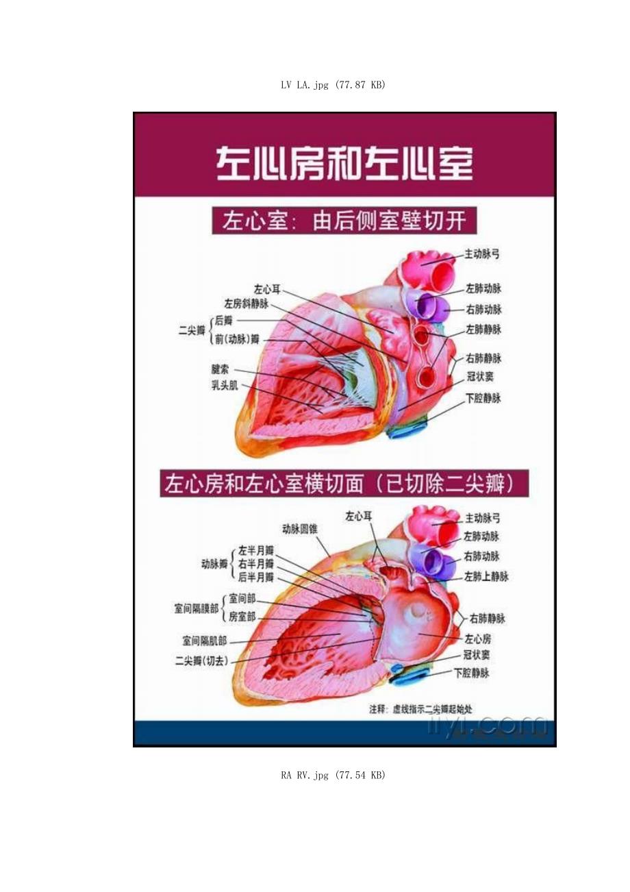 非常唯美的心脏解剖图片_第2页