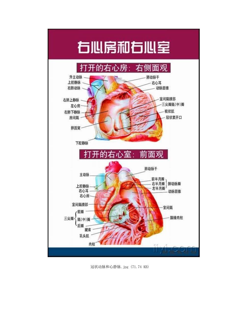 非常唯美的心脏解剖图片_第3页