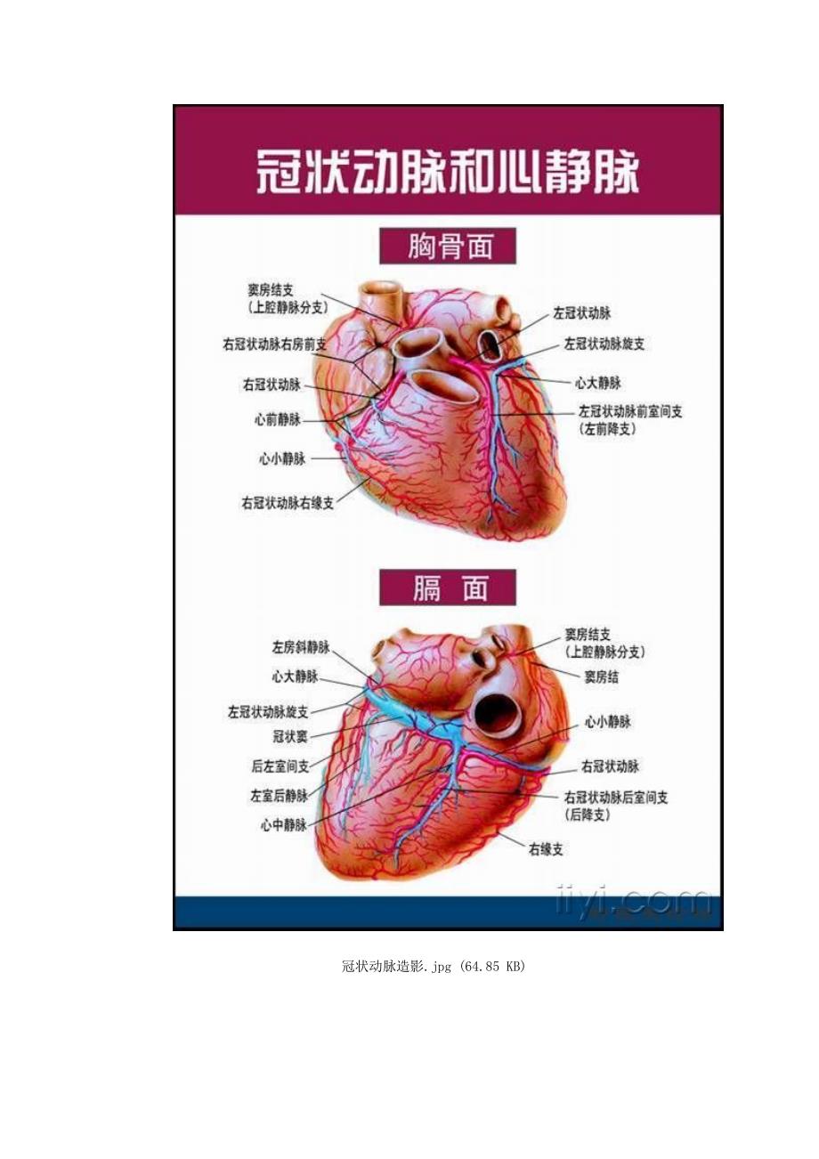 非常唯美的心脏解剖图片_第4页