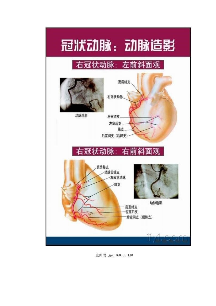 非常唯美的心脏解剖图片_第5页