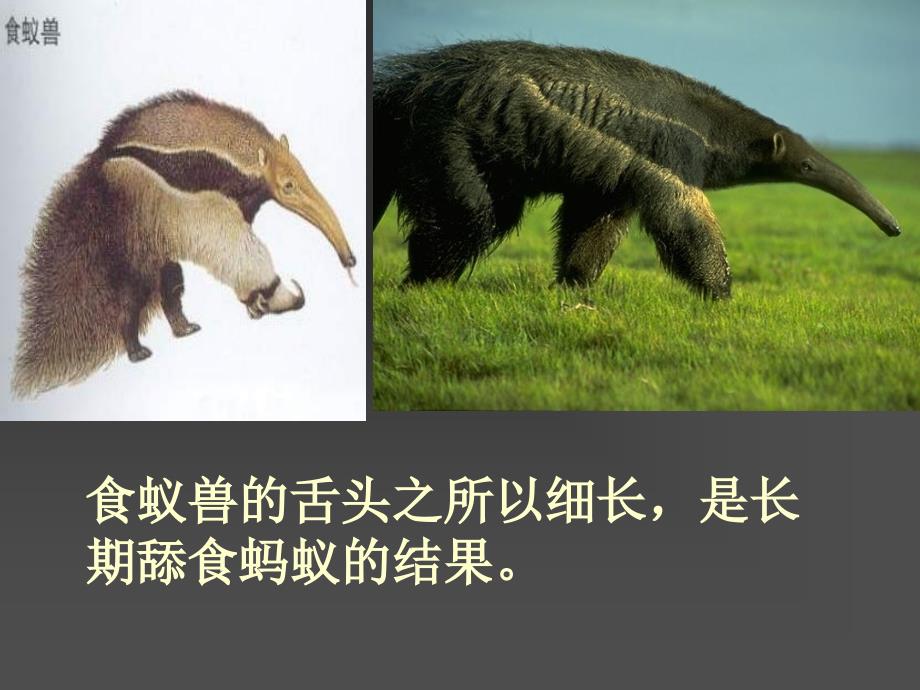 人教版教学课件必修2现代生物进化理论复习课件_第4页