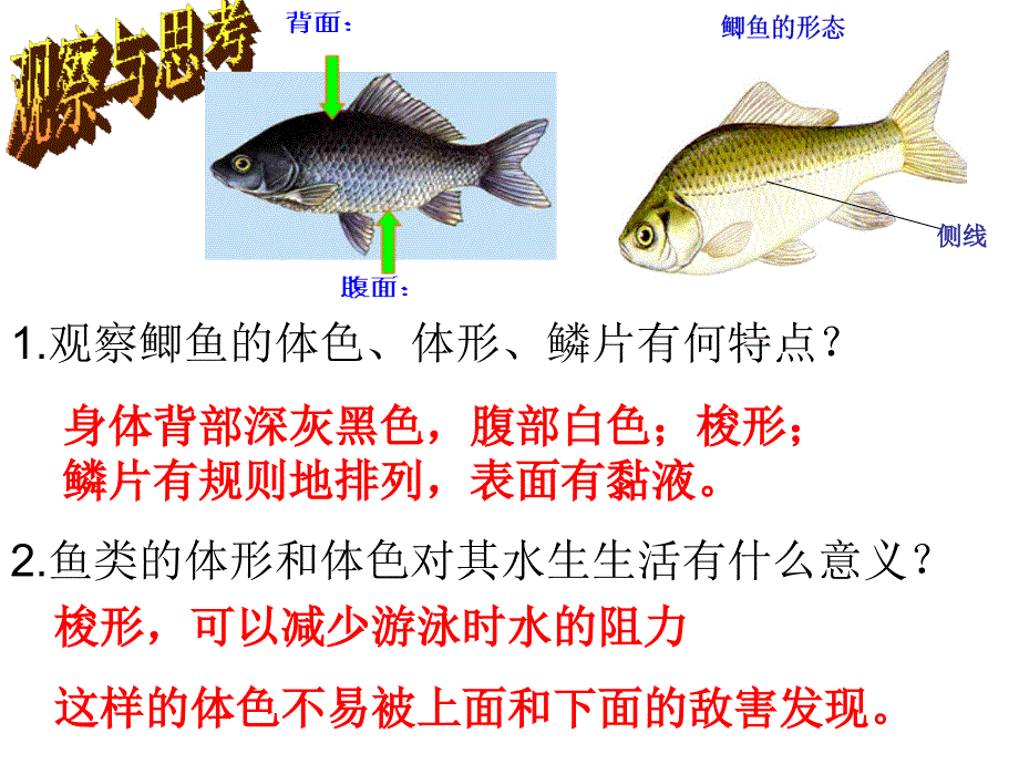 脊椎动物的主要特征_第4页