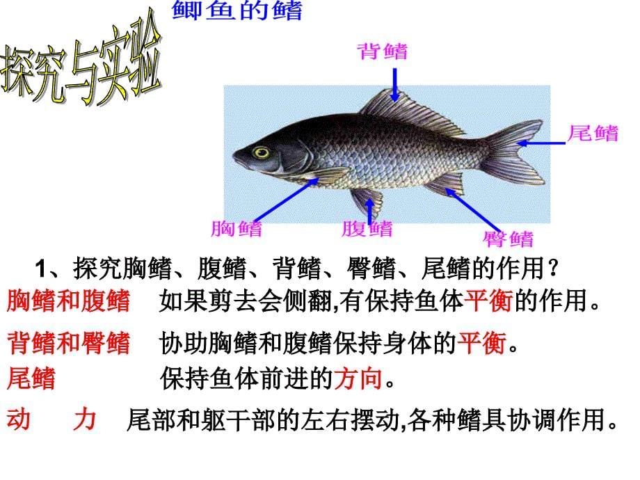 脊椎动物的主要特征_第5页