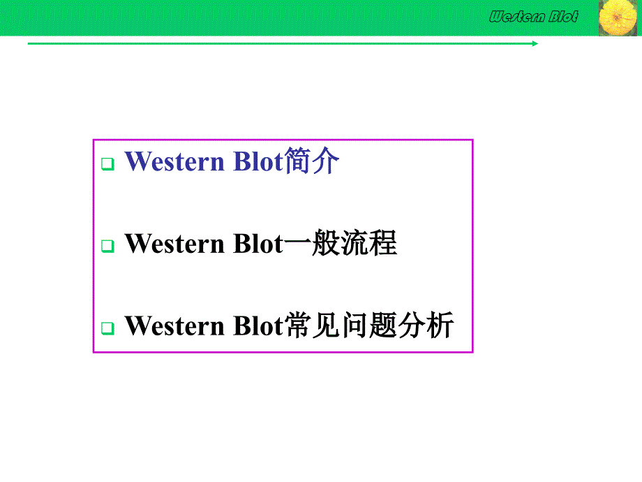 Westernblot详解及问题分析_第2页