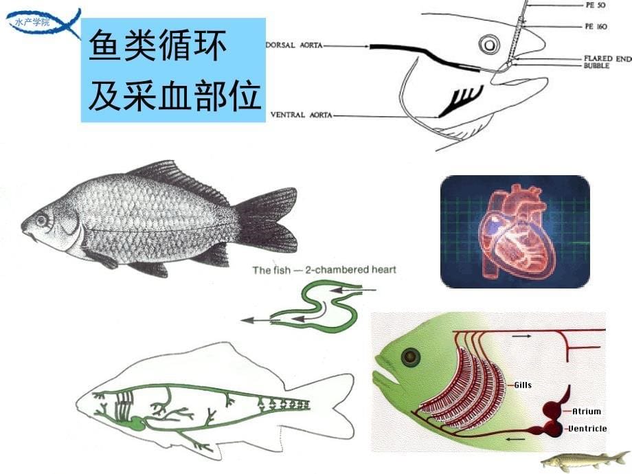 鱼类采血法 - 华中农业大学水产学院动物生理生化研究法第1讲_第5页