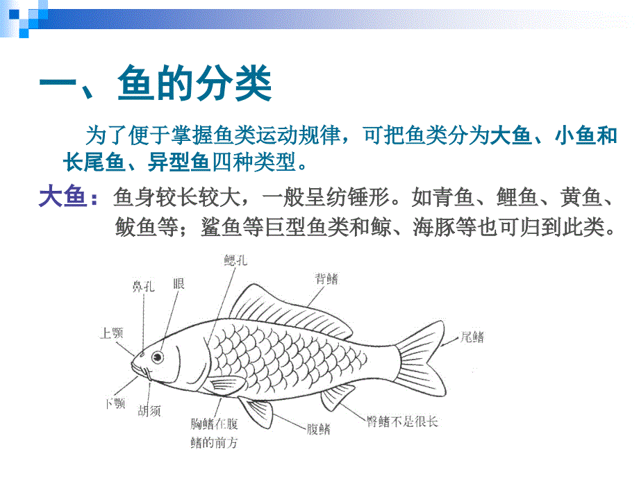 运动规律-鱼类的运动_第2页