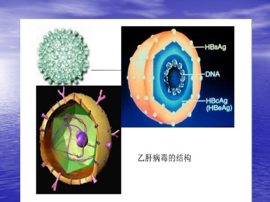 乙型肝炎病毒_第2页