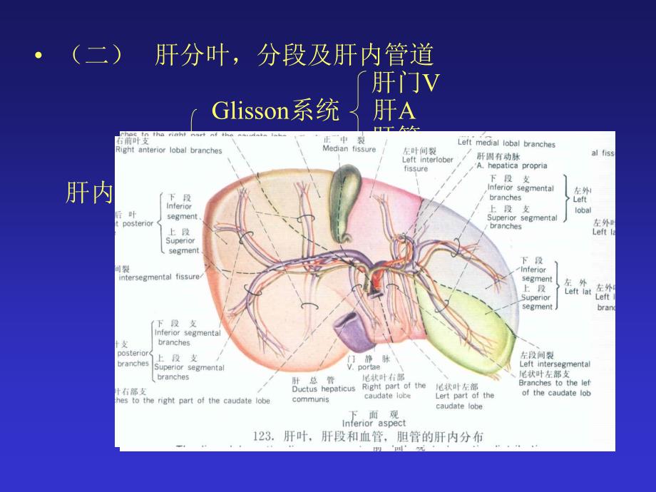 肝横断层解剖及CT_第2页