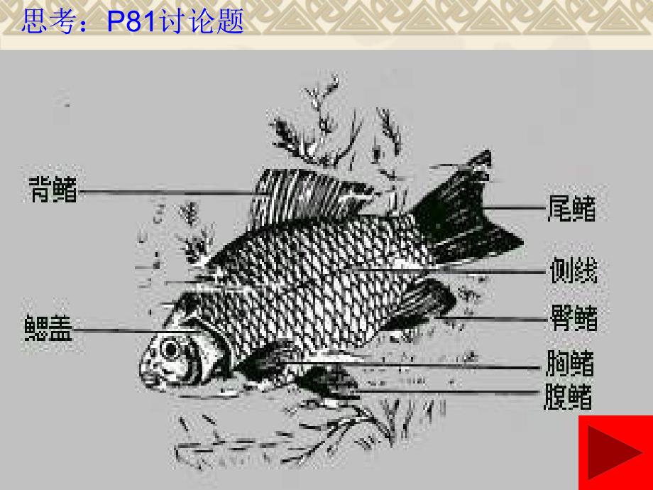 脊椎动物的主要类群_第4页