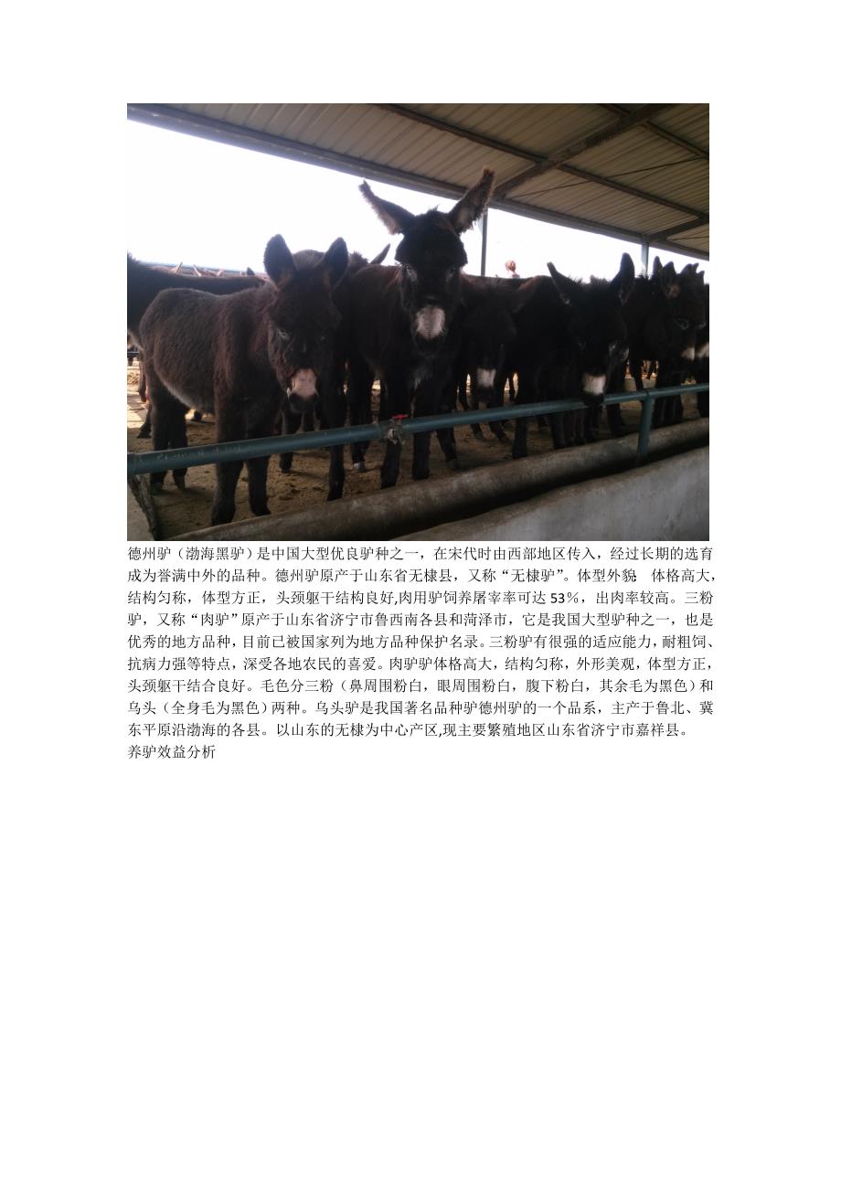 山东德州驴肉驴小驴苗养殖场在哪里正方牧业值得信赖_第2页