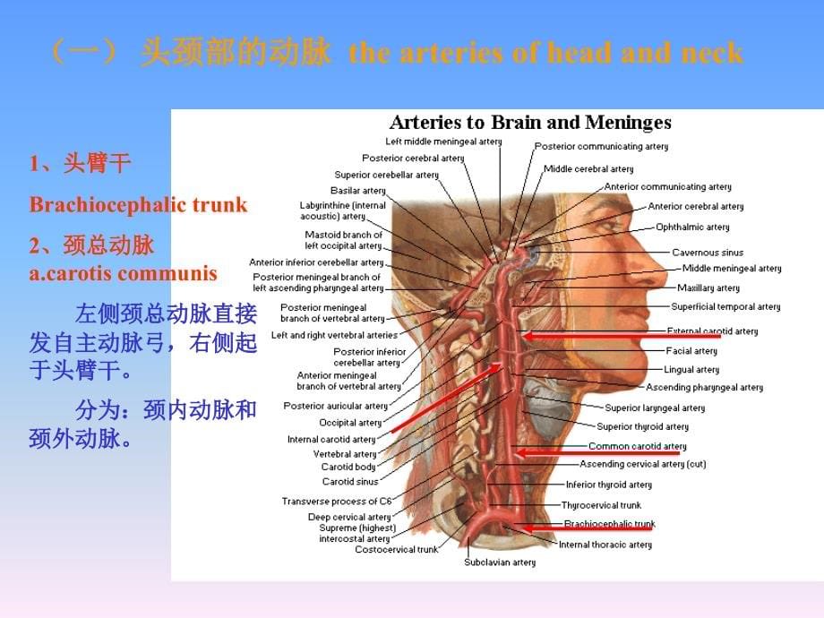 全身动脉动脉_第5页