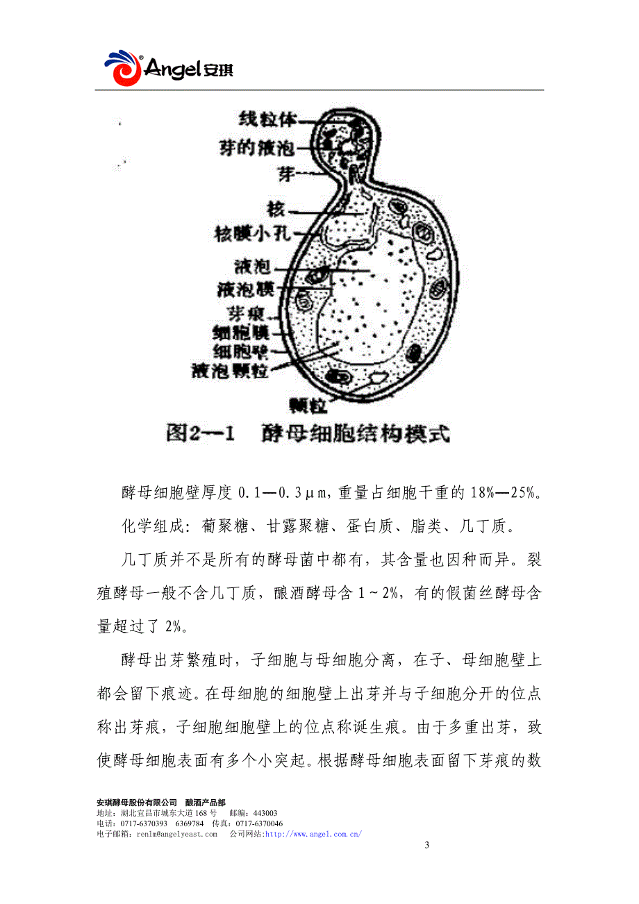 酒精协会酵母专题资料（安琪） _第3页