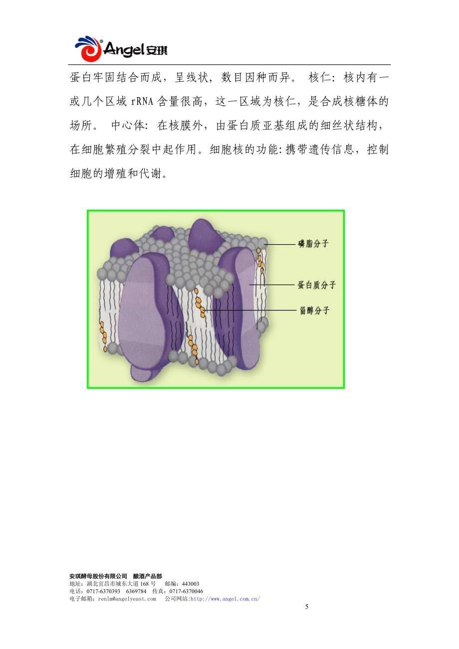 酒精协会酵母专题资料（安琪） _第5页