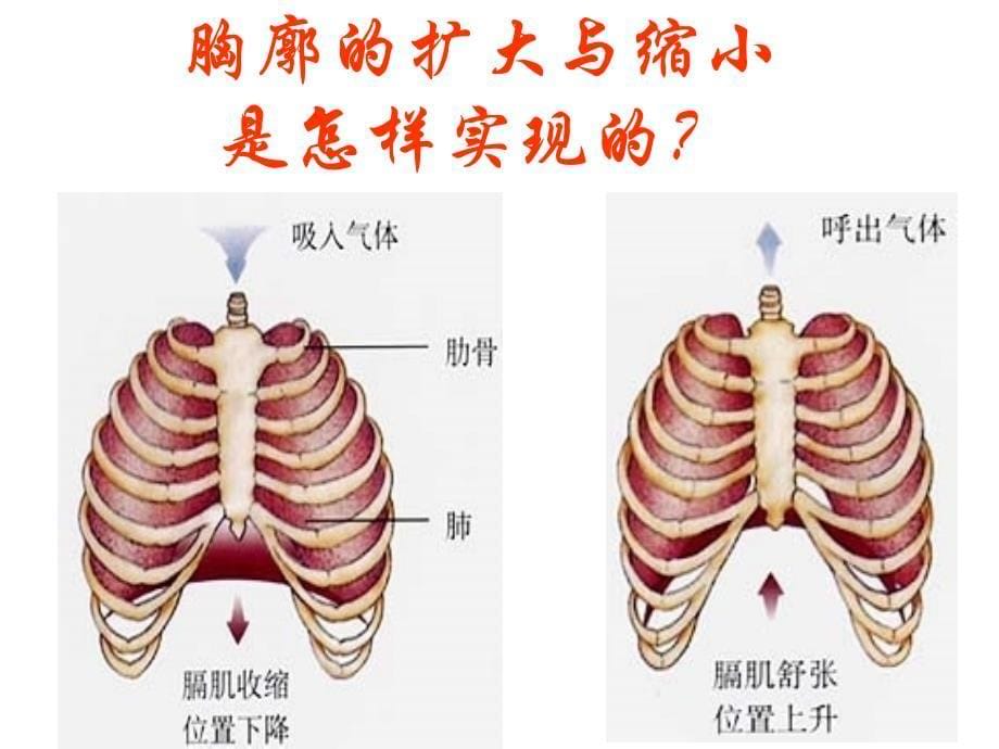 课题：第二节 发生在肺内的气体交换（教学设计）_第5页