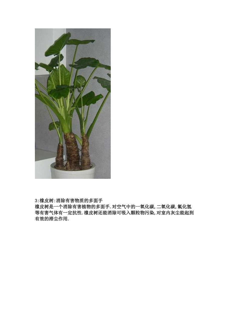 家居植物并非多多益善_第5页