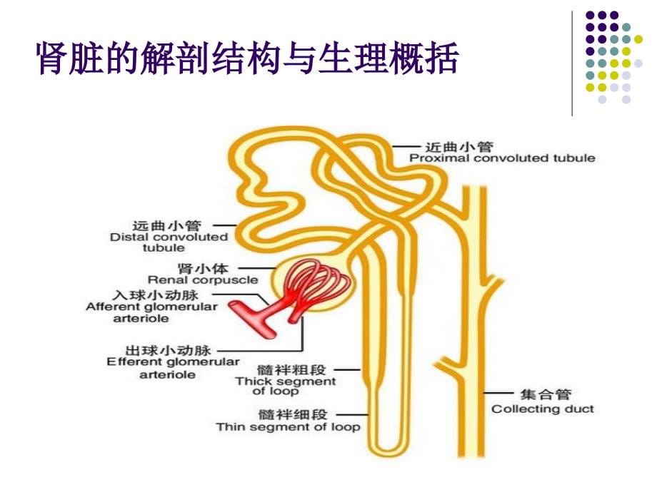 2016尿液检查分析_第5页