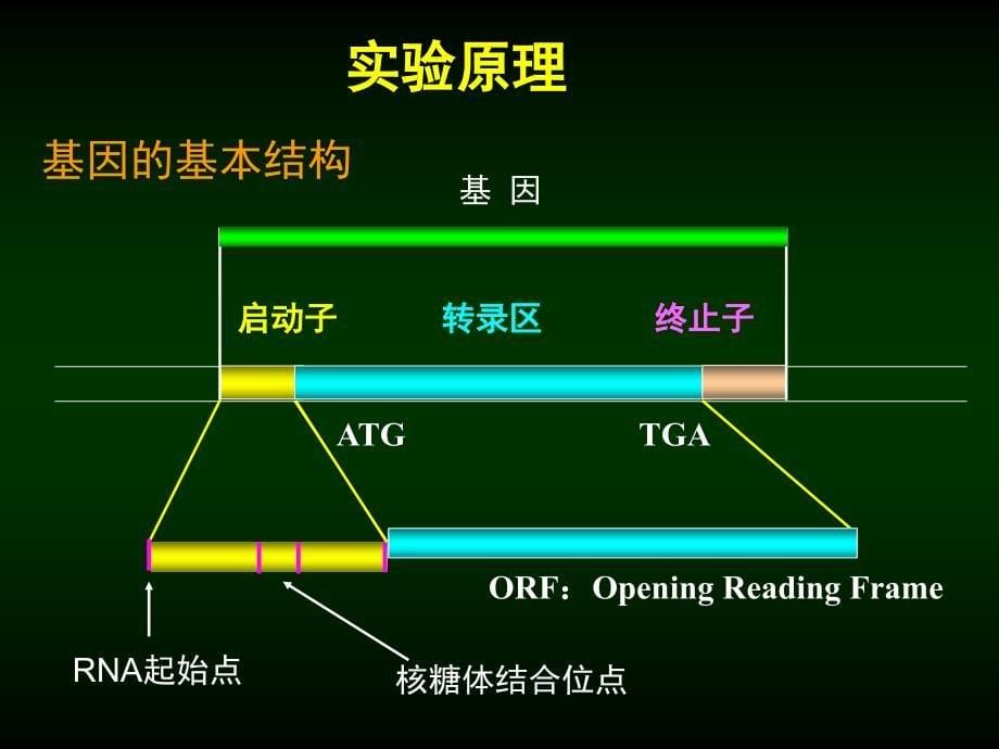 实验四、 利用SDS-PAGE分析融合蛋白的可溶性_第5页