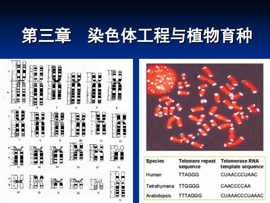 染色体工程与植物育种_第1页