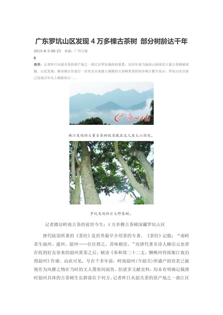 广东罗坑山区发现4万多棵古茶树部分树龄达千年_第1页