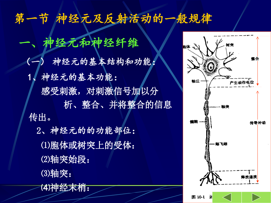 第十章 神经系统_第3页