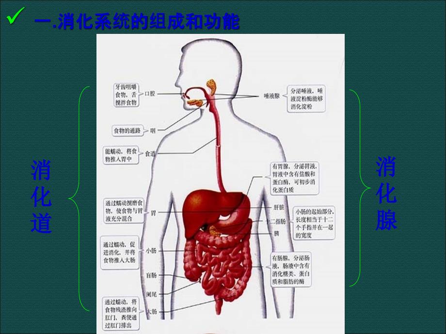 七年级生物下册22_消化与吸收课件人教版_第2页