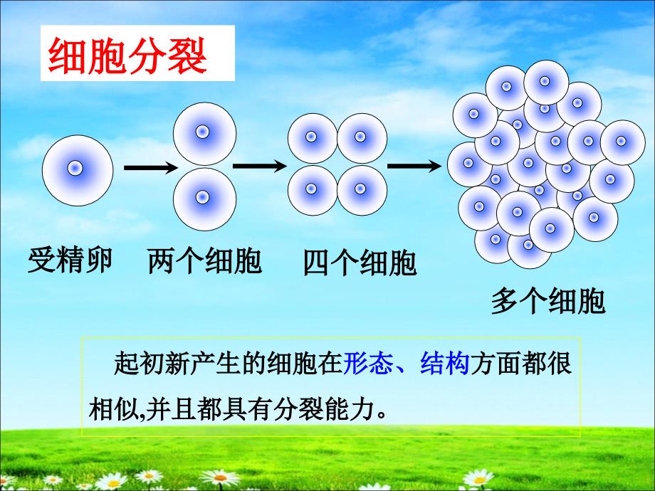 动物体的结构层次(上课)_第4页