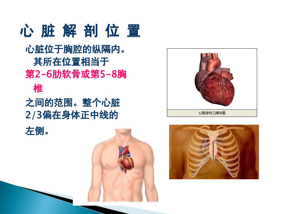 心脏解剖_影像与心律失常的导管消融_第2页