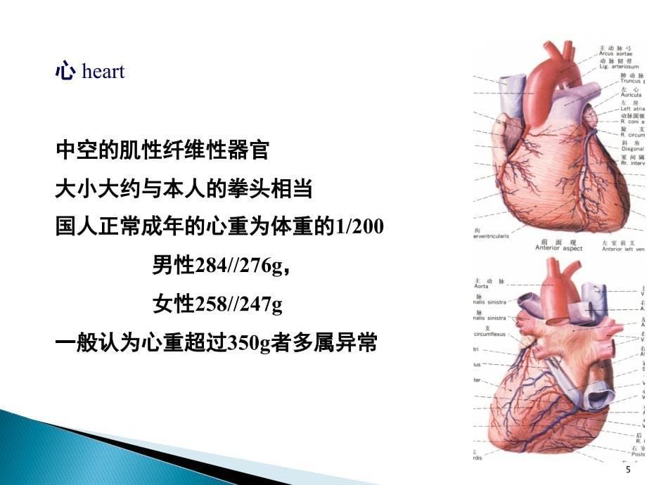 心脏解剖_影像与心律失常的导管消融_第5页