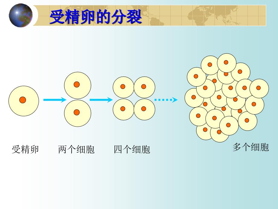 第二单元第三章第一节 动物体的结构层次2_第3页