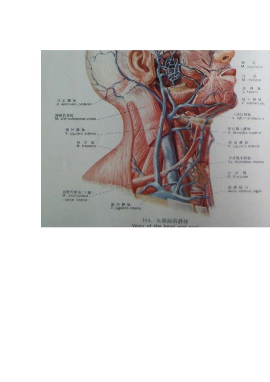 中心静脉穿刺置管术及临床应用_第5页