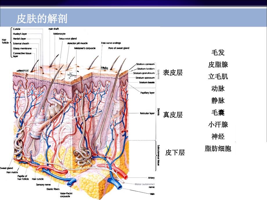 皮肤病基础_第2页