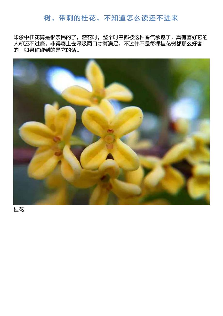柊树,带刺的桂花,不知道怎么读还不进来_第1页