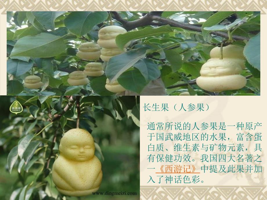 我的长生果(完美版)_第1页