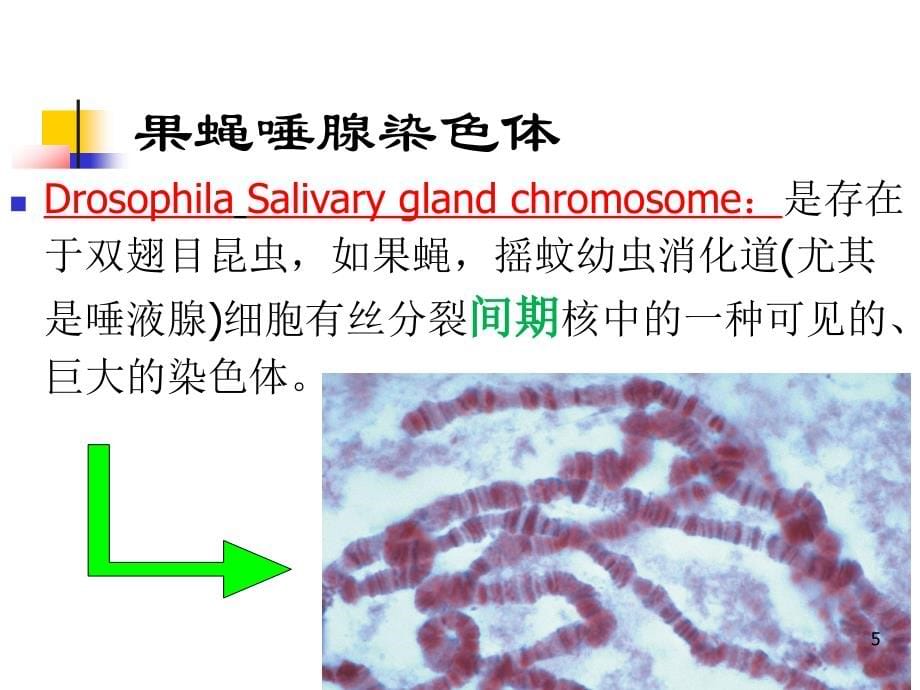 12染色体畸变的遗传分析_第5页