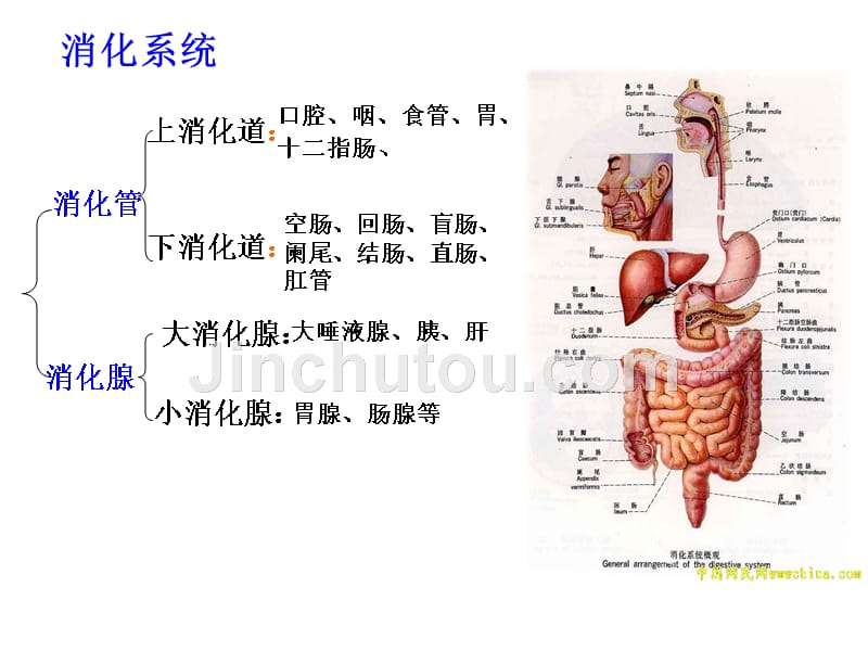 机体的代谢消化系统细胞代谢_第4页