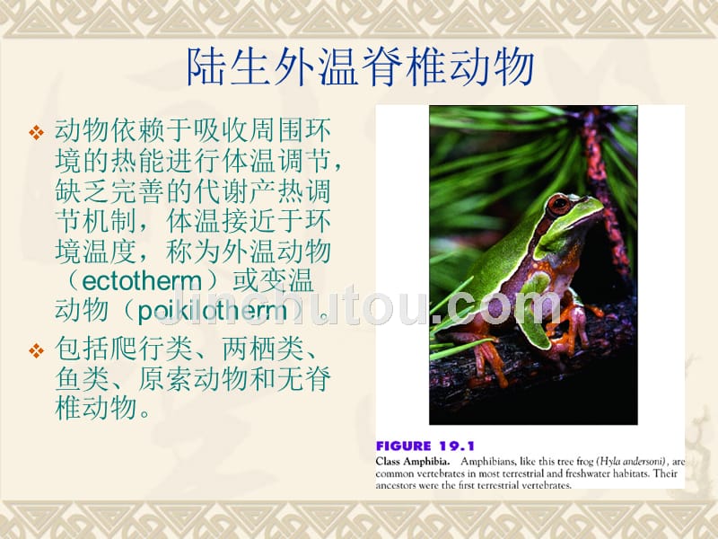 3-12两栖动物_第1页