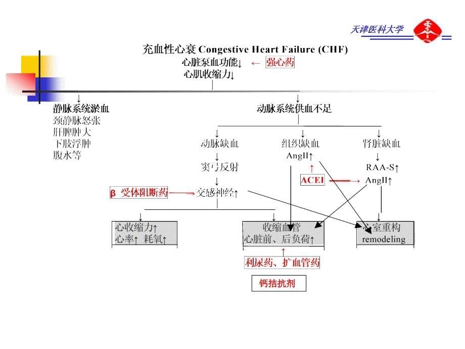 20.第二十章 抗CHF药_第5页