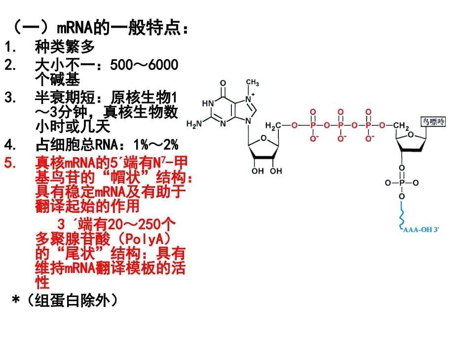 生物化学蛋白质的生物合成_第5页