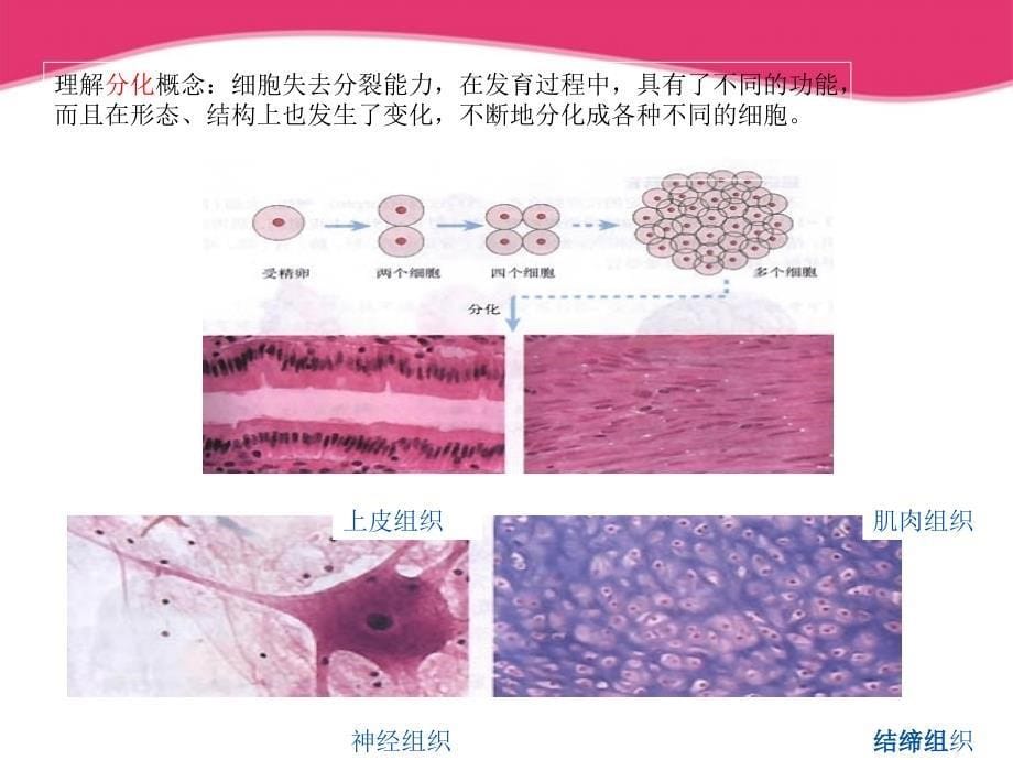 七年级生物上册 动物体结构层次课件 人教新课标版_第5页