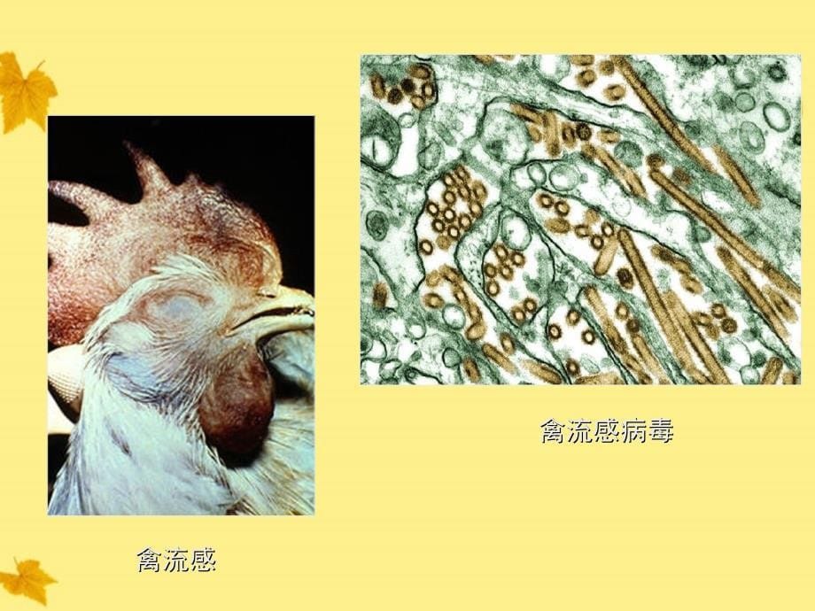 七年级生物上册 第四章没有细胞结构的微小生物病毒课件 人教新课标版_第5页