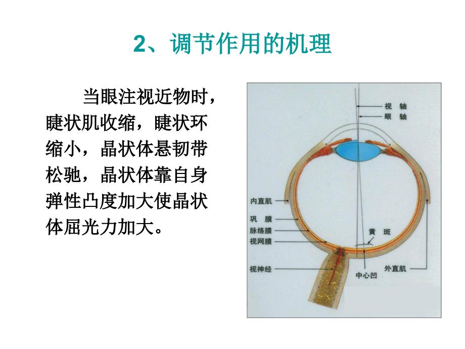 调节集合与视疲劳_第3页