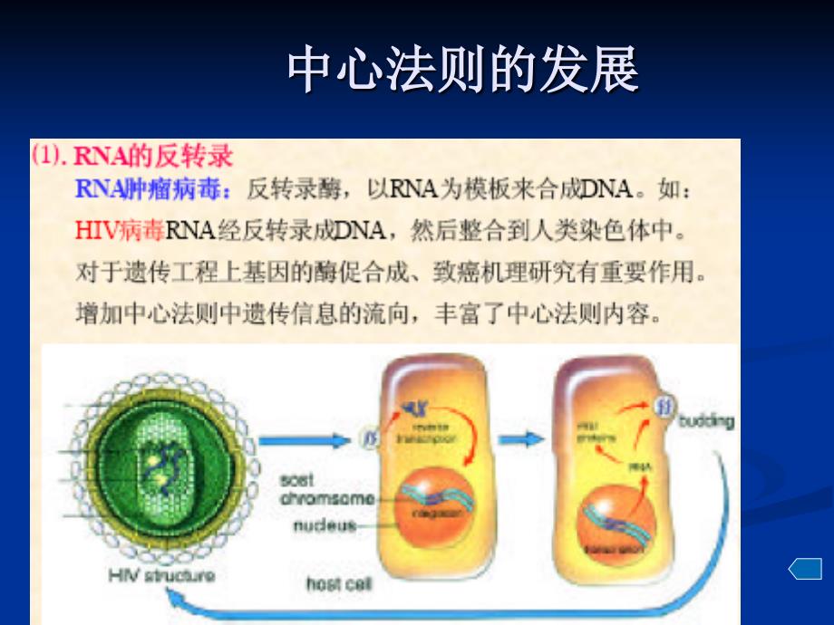 第5章 分子水平上的基因功能(中)_第4页