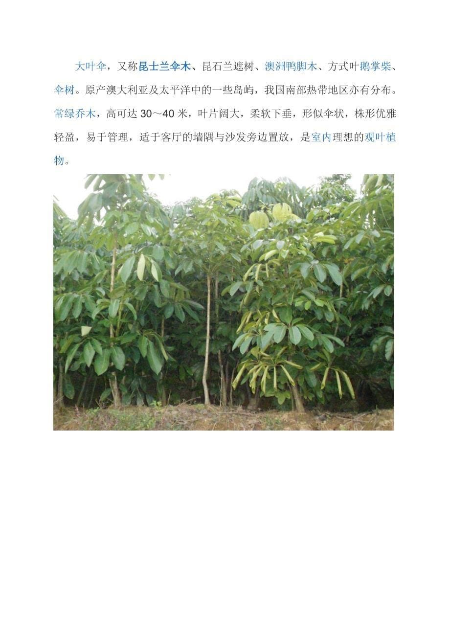 绿化植物介绍_第5页