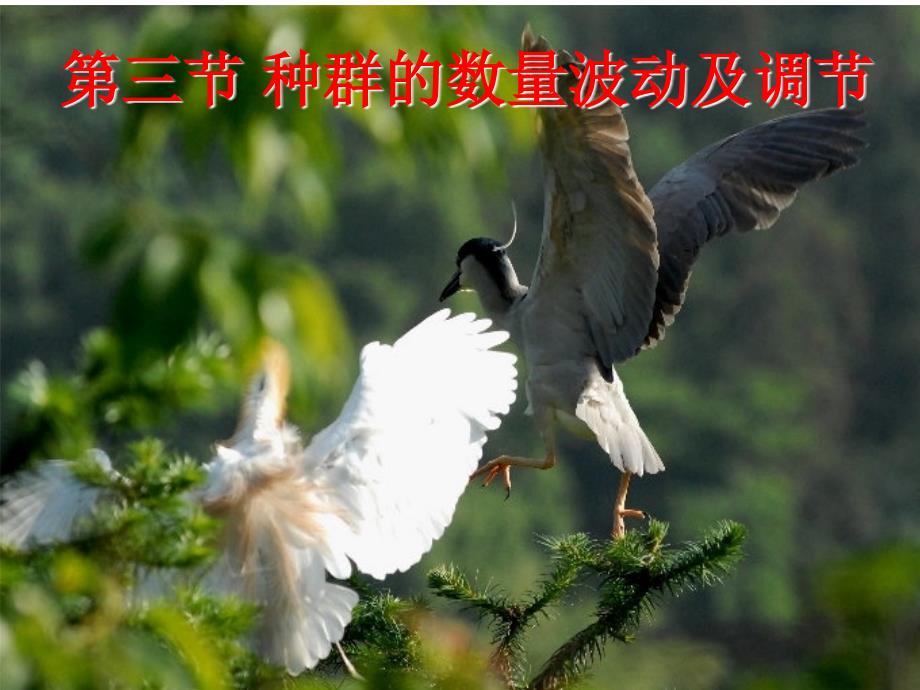 第三节 种群的数量波动及调节_第1页