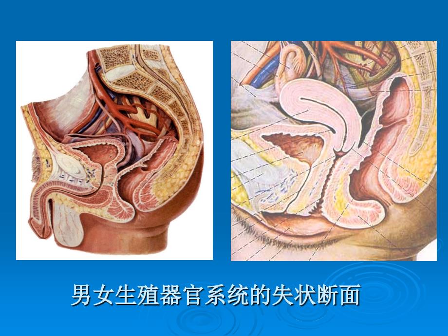 第二章  男性生殖器官的结构与功能_第2页