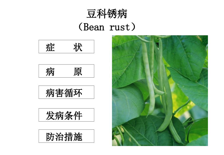 豆科蔬菜病害_第2页