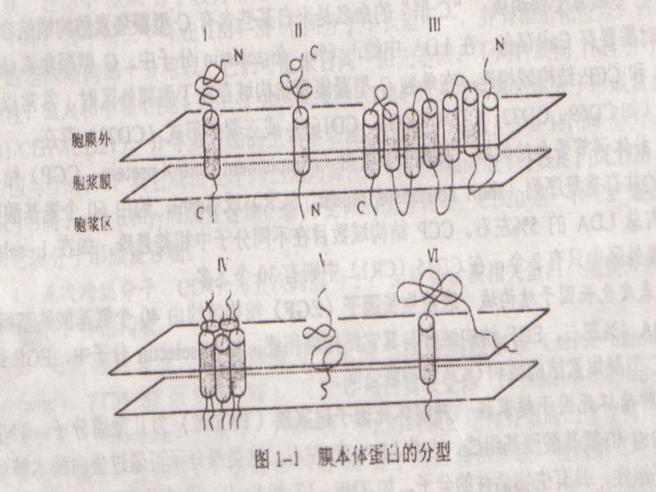 白细胞分化抗原3_第4页