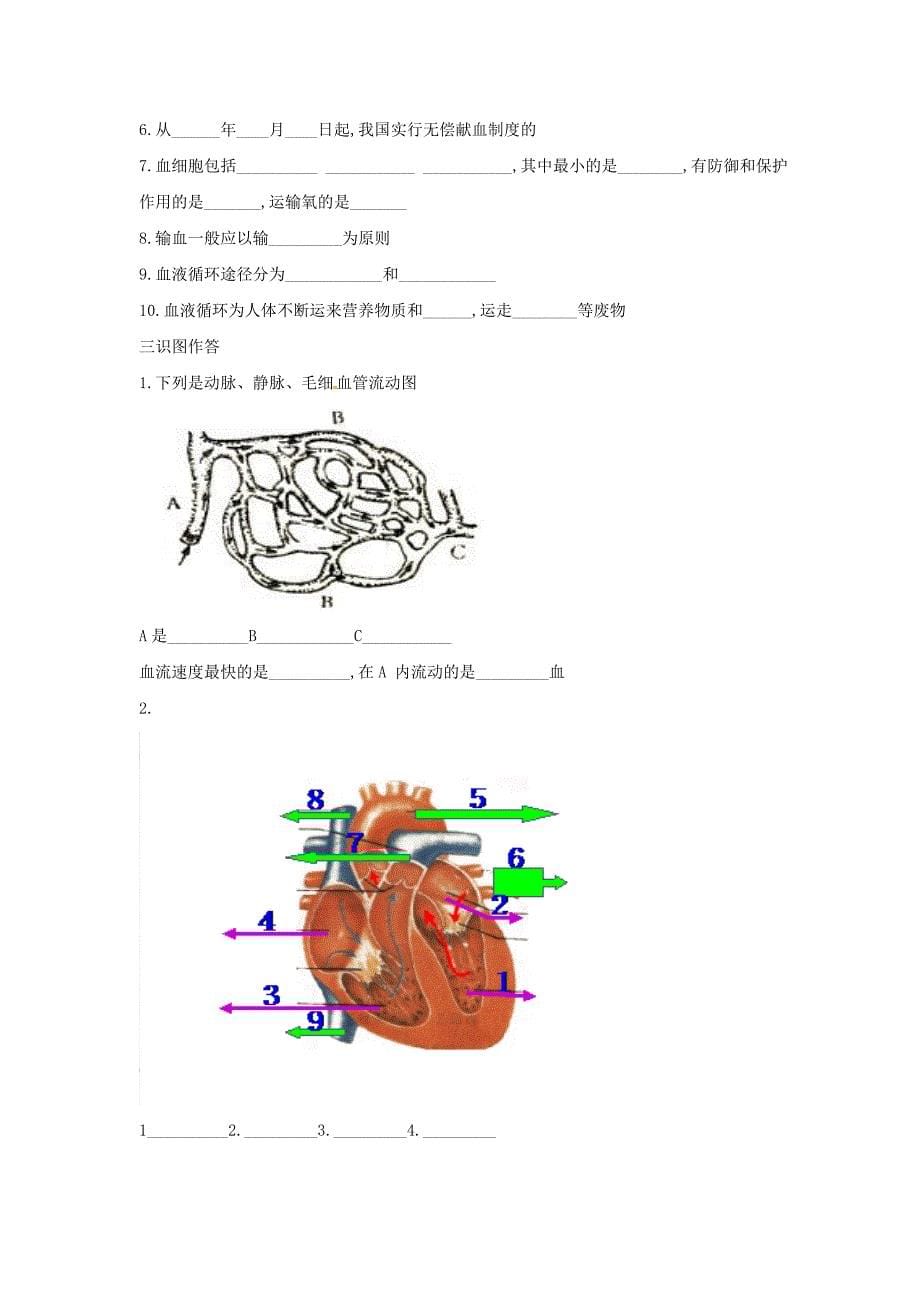 七年级生物人体内的物质运输_第5页