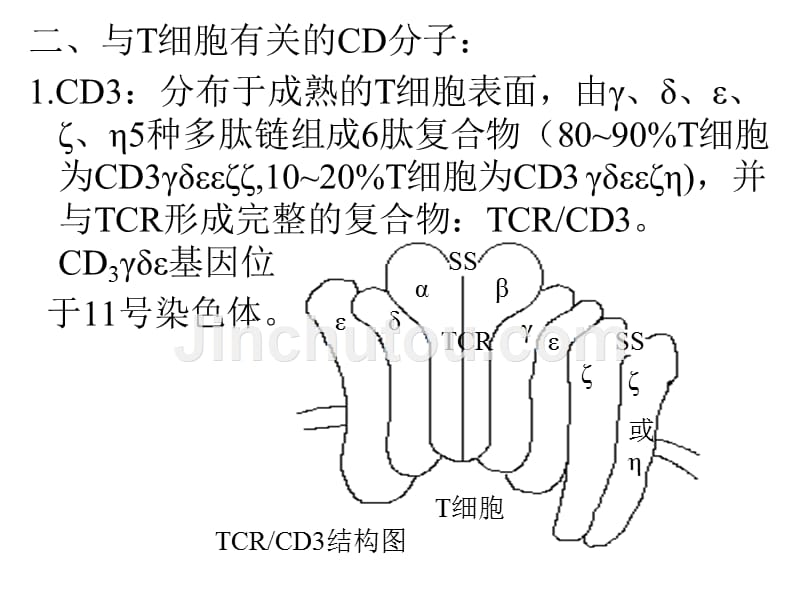 白细胞分化抗原2_第4页